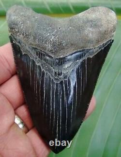 MEGALODON SHARK TOOTH 4 & 1/2 in. JET BLACK REAL FOSSIL NATURAL