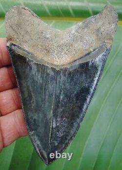 MEGALODON SHARK TOOTH 4 & 1/2 in. JET BLACK REAL FOSSIL NATURAL