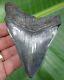 Megalodon Shark Tooth 4 & 1/2 In. Real Fossil Serrated