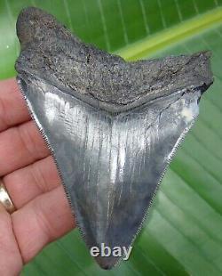 MEGALODON SHARK TOOTH 4 & 1/2 in. REAL FOSSIL SERRATED