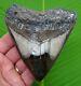 Megalodon Shark Tooth 4 & 1/2 In. Real Fossil With Display Stand Not Fake