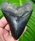 Megalodon Shark Tooth 4 & 1/2 In. Serrated Glossy Jet Black Enamel Real