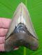 Megalodon Shark Tooth 4 & 1/2 In. Serrated With Display Stand Megladone