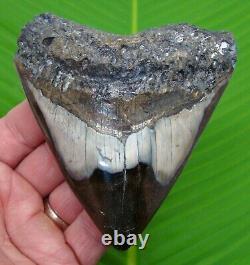 MEGALODON SHARK TOOTH 4 & 1/2 in. With DISPLAY STAND MEGLADONE