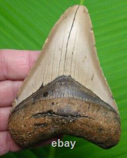 MEGALODON SHARK TOOTH 4 & 1/2 with DISPLAY STAND MEGLADONE FOSSIL JAW