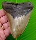 Megalodon Shark Tooth 4 & 1/2 With Display Stand Premium Grade Natural