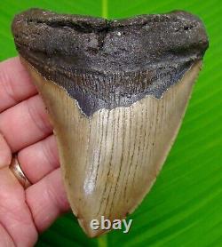 MEGALODON SHARK TOOTH 4 & 1/2 with Display Stand PREMIUM GRADE NATURAL
