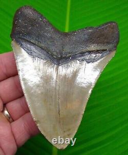 MEGALODON SHARK TOOTH 4 & 1/2 with Display Stand PREMIUM GRADE NATURAL