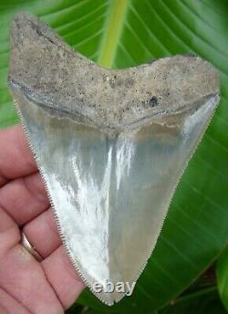 MEGALODON SHARK TOOTH 4 & 1/4 in. REAL FOSSIL SERRATED NO RESTORATIONS