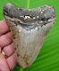 Megalodon Shark Tooth 4 & 1/4 In. With Display Stand Megladone