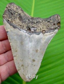 MEGALODON SHARK TOOTH 4 & 1/4 in. With DISPLAY STAND MEGLADONE