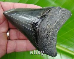 MEGALODON SHARK TOOTH 4 & 1/8 in. REAL FOSSIL GOLD PYRITE GA RIVER MEG