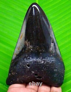 MEGALODON SHARK TOOTH 4.21 inches HUGE REAL FOSSIL POLISHED BLADE