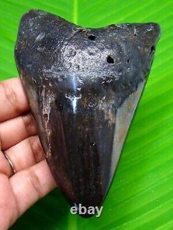 MEGALODON SHARK TOOTH 4.21 inches HUGE REAL FOSSIL POLISHED BLADE