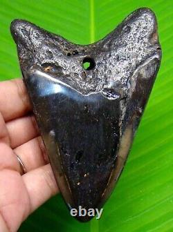 MEGALODON SHARK TOOTH 4.21 inches HUGE REAL FOSSIL POLISHED BLADE