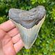 Megalodon Shark Tooth 4.221 X 3.425 Authentic Fossil