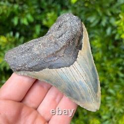 MEGALODON SHARK TOOTH 4.221 x 3.425 Authentic Fossil