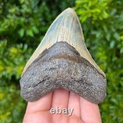MEGALODON SHARK TOOTH 4.221 x 3.425 Authentic Fossil