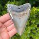 Megalodon Shark Tooth 4.251 X 3.084 Authentic Fossil