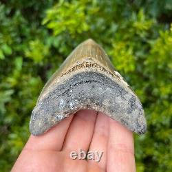 MEGALODON SHARK TOOTH 4.251 x 3.084 Authentic Fossil