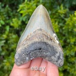 MEGALODON SHARK TOOTH 4.251 x 3.084 Authentic Fossil