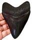 Megalodon Shark Tooth 4.25 Inch Real Fossil No Restorations Serrated