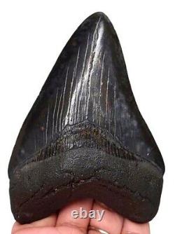 MEGALODON SHARK TOOTH 4.25 inch REAL FOSSIL NO RESTORATIONS SERRATED