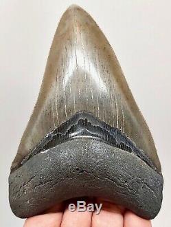 MEGALODON SHARK TOOTH 4.25 inch REAL FOSSIL NO RESTORATIONS SERRATED