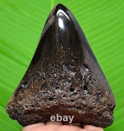 MEGALODON SHARK TOOTH 4.25 inches HUGE REAL FOSSIL POLISHED BLADE