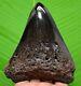 Megalodon Shark Tooth 4.25 Inches Huge Real Fossil Polished Blade