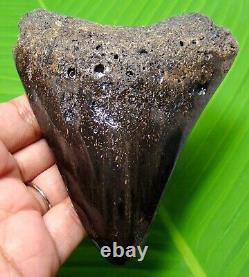 MEGALODON SHARK TOOTH 4.25 inches HUGE REAL FOSSIL POLISHED BLADE