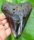 Megalodon Shark Tooth 4.25 Inches Real Fossil No Restoration