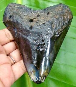 MEGALODON SHARK TOOTH 4.25 inches REAL FOSSIL NO RESTORATION