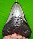 Megalodon Shark Tooth 4.29 Inches Real Fossil Polished Blade Not Replica