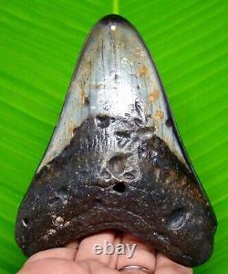 MEGALODON SHARK TOOTH 4.29 inches REAL FOSSIL POLISHED BLADE NOT REPLICA