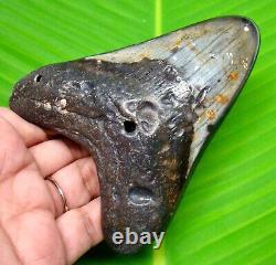 MEGALODON SHARK TOOTH 4.29 inches REAL FOSSIL POLISHED BLADE NOT REPLICA