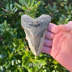 MEGALODON SHARK TOOTH 4.38 AUTHENTIC Real Fossil