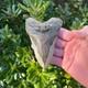 Megalodon Shark Tooth 4.38 Authentic Real Fossil