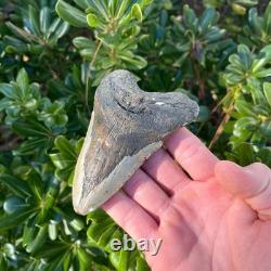 MEGALODON SHARK TOOTH 4.38 AUTHENTIC Real Fossil