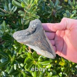 MEGALODON SHARK TOOTH 4.38 AUTHENTIC Real Fossil