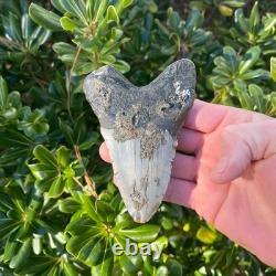 MEGALODON SHARK TOOTH 4.38 AUTHENTIC Real Fossil
