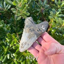 MEGALODON SHARK TOOTH 4.38 AUTHENTIC Real Fossil