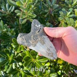 MEGALODON SHARK TOOTH 4.38 AUTHENTIC Real Fossil