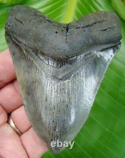 MEGALODON SHARK TOOTH 4 & 3/16 in. REAL FOSSIL SERRATED NO RESTO