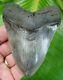Megalodon Shark Tooth 4 & 3/16 In. Real Fossil Serrated No Resto