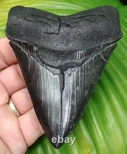 MEGALODON SHARK TOOTH 4 & 3/16 in. SERRATED REAL FOSSIL NO RESTORATIONS