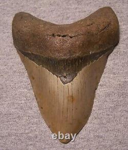 MEGALODON SHARK TOOTH 4 3/4 SHARKS TEETH EXTINCT GIANT FOSSIL NO REPAIR jaw