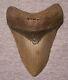 Megalodon Shark Tooth 4 3/4 Sharks Teeth Extinct Giant Fossil No Repair Jaw