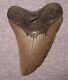 Megalodon Shark Tooth 4 3/4 Sharks Teeth Extinct Giant Fossil No Repair Jaw