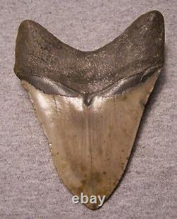 MEGALODON SHARK TOOTH 4 3/4 SHARKS TEETH EXTINCT GIANT FOSSIL NO REPAIR jaw